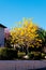 Yellow tabebuia flowers blossom