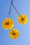 Yellow tabebuia flowers blossom on the blue sky background