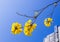 Yellow tabebuia flowers blossom on the blue sky background