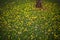 Yellow tabebuia flowers splattered on the green grass in the park