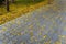 Yellow Tabebuia on the ground