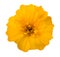 Yellow tagete flower