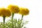 Yellow tagetes