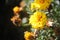 Yellow Tagetes Flowers
