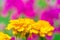 Yellow tagetes marigold flower on a background of pink flowers in the garden in blur