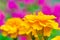 Yellow tagetes marigold flower on a background of pink flowers in the garden in blur shallow depth of field