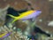 Yellow tail Anthias