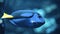 Yellow Tail Fish Swimming Marine Aquarium Tropical Fish Under Water World Concept