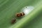 Yellow-tail, goldtail moth or swan moth caterpillar, Euproctis similis