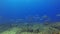 Yellow Tail Jack Fish School & Zebra Shark Or Leopard Shark In Sunlit Blue Sea