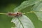 A Yellow-tail Moth Caterpillar, Euproctis similis, feeding on the leaves of a Dog Rose, Rosa canina, growing in the country