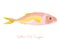 Yellow Tail Snapper in flat style isolated