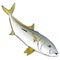 Yellow Tail Vector Illustration