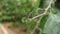 A yellow tailed ashy skimmer dragonfly perched on a branch tip with a sting less bee on its mouth