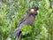 Yellow-tailed black cockatoo