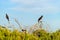 Yellow-tailed black cockatoo couple