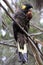 Yellow-tailed black cockatoo eating a nut