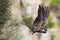 Yellow-Tailed Black Cockatoo In Flight