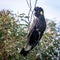 A Yellow-Tailed Black Cockatoo perched on a burnt Tree branch in Sydney, Australia.