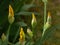 Yellow Tall Bearded Iris Flower Buds