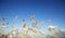 Yellow tall grass under a blue sky with cloudscape