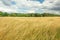 Yellow tall grasses in the meadow, forest and bright sky