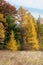 Yellow Tamaracks in the Fall