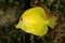 Yellow Tang