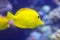 Yellow Tang