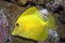 yellow tang fish 2