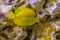 Yellow tang fish in closeup, popular fish in aquaculture, tropical fish specie from hawaii