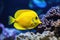 Yellow tang fish on coral reef