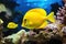 Yellow tang fish on coral reef