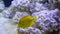 Yellow tang fish swimming in the aquarium, popular tropical specie from Hawaii