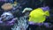 A yellow tang fish swims along a coral reef in seawater or an aquarium.