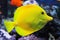 Yellow Tang saltwater fish