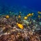 Yellow Tang Tropical Fish Swimming on Hawaiian Reef