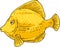Yellow Tang. Zebrasoma Fish