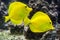 Yellow tang - Zebrasoma flavescens