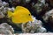 Yellow tang (Zebrasoma flavescens)