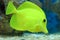 Yellow tang (Zebrasoma flavescens)