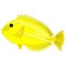 yellow tang, Zebrasoma flavescens, also known as the lemon sailfin, yellow sailfin tang graphic illustrations