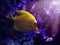 Yellow Tang Zebrasoma Flavescens Fish