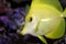 Yellow tang, zebrasoma flavescens - macro