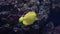 The yellow tang Zebrasoma flavescens , salt water yellow aquarium fish from Acanthuridae family