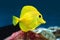 Yellow tang Zebrasoma flavescens saltwater aquarium fish