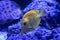 Yellow tang zebrasoma salt water aquarium fish