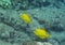 Yellow Tangs in Hawaii island