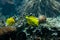 Yellow tangs (Zebrasoma flavescens)