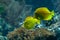 Yellow tangs (Zebrasoma flavescens)